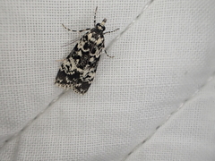 Scoparia exhibitalis