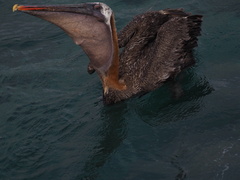 Pelecanus occidentalis urinator