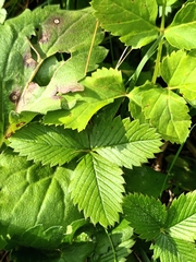 Fragaria viridis