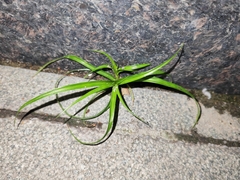 Cyperus iria
