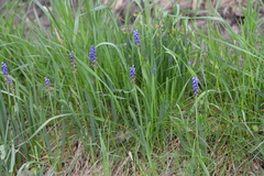 Muscari