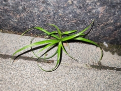 Cyperus iria