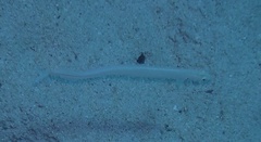 Gunnellichthys monostigma