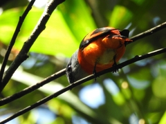 Pericrocotus solaris