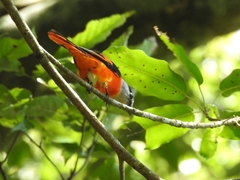 Pericrocotus solaris