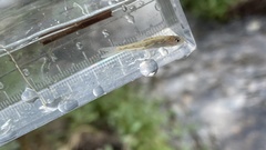 Squalidus gracilis gracilis