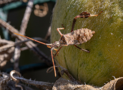 Leptoglossus zonatus