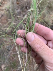 Enneapogon lindleyanus