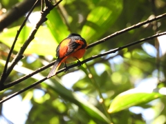 Pericrocotus solaris