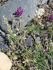 Astragalus onobrychis