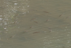 Acanthopagrus pacificus