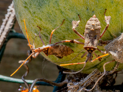 Leptoglossus zonatus