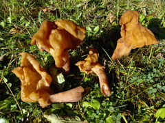 Gyromitra