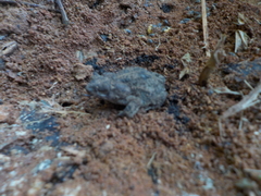 Rhinella granulosa