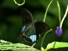 Papilio paris