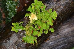 Crocodia rubella