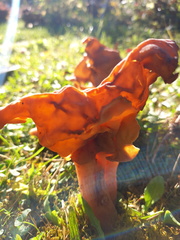 Gyromitra