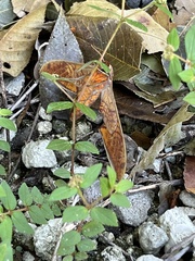 Protambulyx strigilis