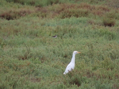 Bubulcus ibis