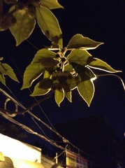 Broussonetia papyrifera