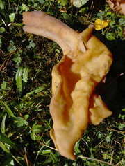 Gyromitra