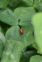 Gonioctena fornicata