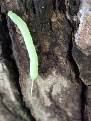 Marumba dyras