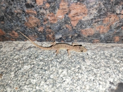 Hemidactylus bowringii