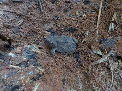 Rhinella granulosa