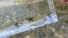 Macrobrachium nipponense