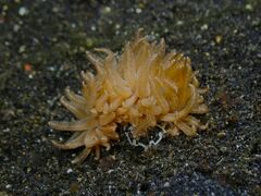 Phyllodesmium