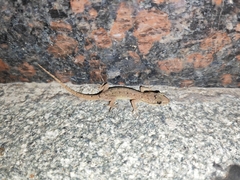 Hemidactylus bowringii