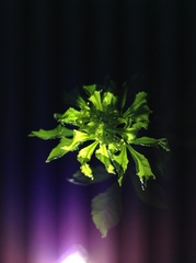 Eleutherococcus nodiflorus