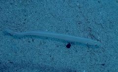 Gunnellichthys monostigma