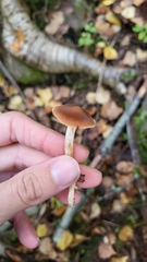 Cortinarius obtusus