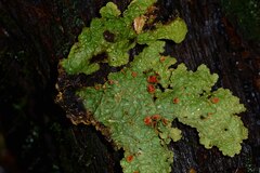 Yarrumia colensoi