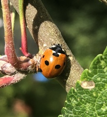 Coccinella septempunctata