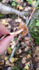 Cortinarius obtusus