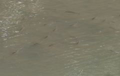 Acanthopagrus pacificus