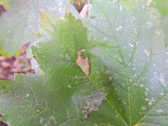 Phyllonorycter geniculella