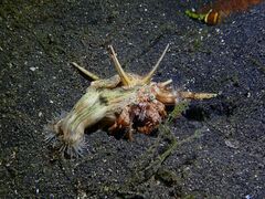 Dardanus pedunculatus