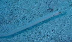 Gunnellichthys monostigma