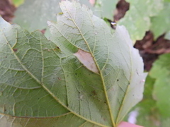Phyllonorycter geniculella