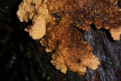 Yarrumia colensoi