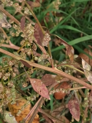 Chenopodium album