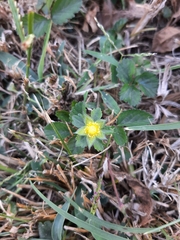 Potentilla indica