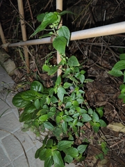 Acalypha australis