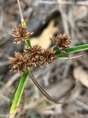 Cyperus difformis