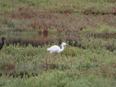Egretta garzetta