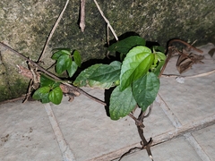 Acalypha australis